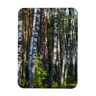 Landschaftslandschaft Wald Birkenbäume Magnet