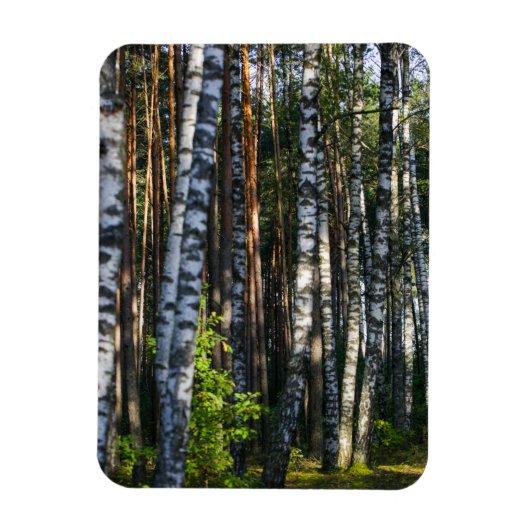 Landschaftslandschaft Wald Birkenbäume Magnet (Vertikal)