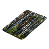Landschaftslandschaft Wald Birkenbäume Magnet (Linke Seite)