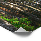 Landschaftslandschaft Wald Birkenbäume Poster (Ecke)