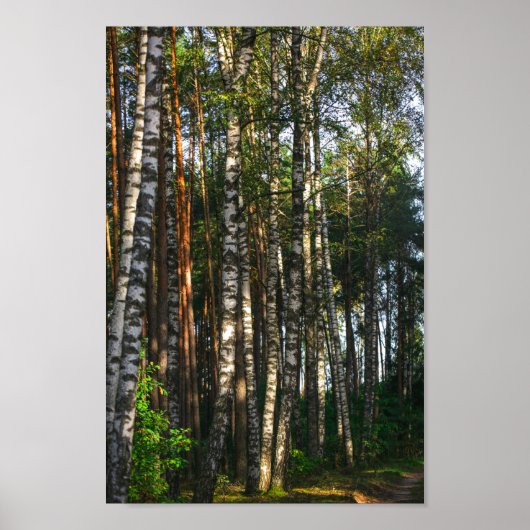 Landschaftslandschaft Wald Birkenbäume Poster (Vorne)