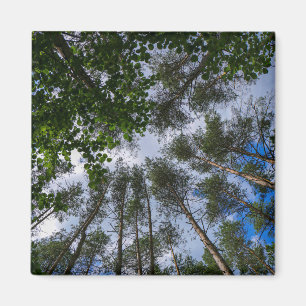 Landschaftslandschaft Wald Weißrussland Magnet