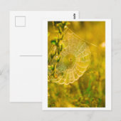 LandschaftsSpider Spiderweb Postkarte (Vorne/Hinten)