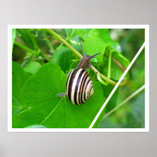 Landschnecke auf einem Blattdruck Poster