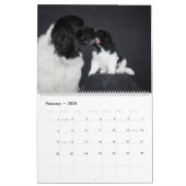 Landseer Liebe Kalender (Feb 2026)