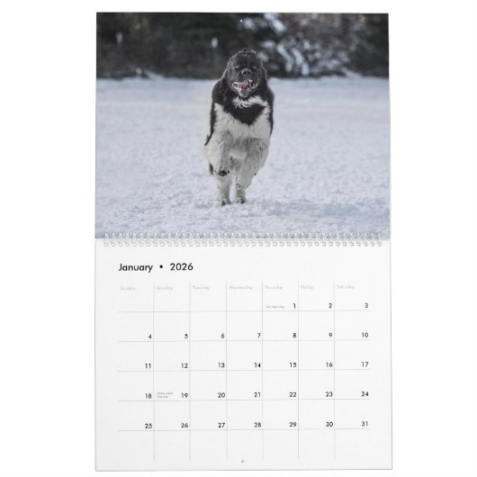 Landseer Liebe Kalender (Jan 2026)