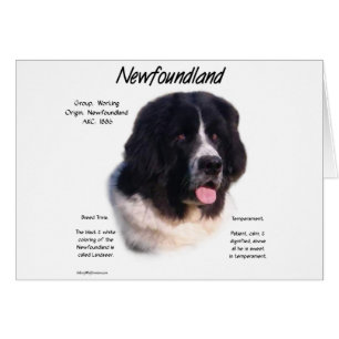 Landseer Neufundland Geschichte, I Liebe neu