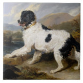 Landseer Neufundland Hund (Schwarzes und Weißes Ti Fliese (Vorderseite)