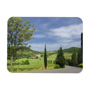 Landstraße, die zwischen Zypressenbäumen in Magnet