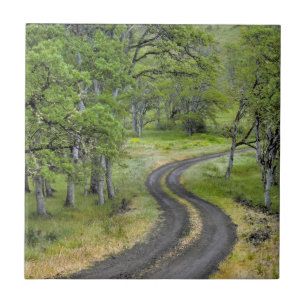 Landstraße durch Bäume, Oregon Fliese