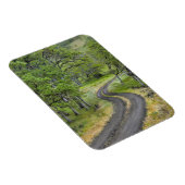 Landstraße durch Bäume, Oregon Magnet (Rechte Seite)