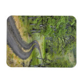 Landstraße durch Bäume, Oregon Magnet (Horizontal)