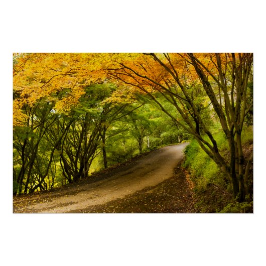 Landstraße im Herbst Poster (Vorderseite)