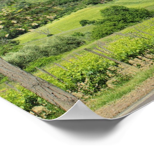 Landstrasse zwischen Zypressen in Poster (Ecke)