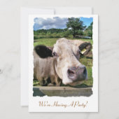 LANDTIERE, NIEDLICHE KUHE EINLADUNG (Vorderseite)