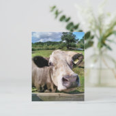 LANDTIERE, NIEDLICHE KUHE POSTKARTE (Stehend Vorderseite)