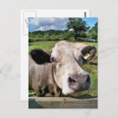 LANDTIERE, NIEDLICHE KUHE POSTKARTE (Vorne/Hinten)