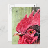LANDTIERE, ROOSTER POSTKARTE (Vorne/Hinten)
