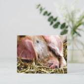 LANDTIERE, SCHWEINE POSTKARTE (Stehend Vorderseite)