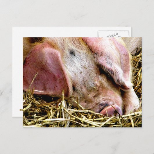 LANDTIERE, SCHWEINE POSTKARTE (Vorne/Hinten)