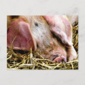 LANDTIERE, SCHWEINE POSTKARTE (Vorderseite)