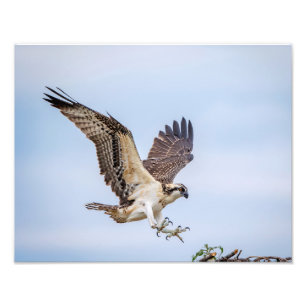 Landung des Osprey 14x11 im Nest Fotodruck