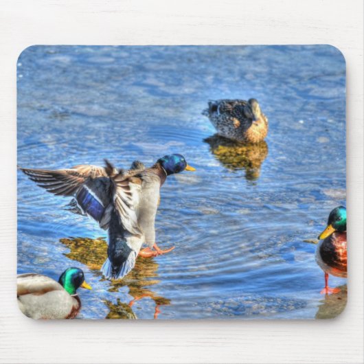 Landung Mallard Drake Birdlover Wildlife Foto Mousepad (Vorne)