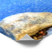 Landung Mallard Drake & Water Reflection Foto Poster (Ecke)