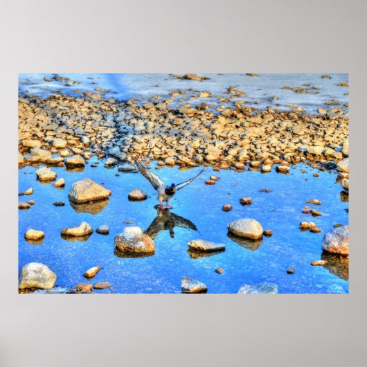 Landung Mallard Drake & Water Reflection Foto Poster (Vorne)