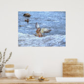 Landung Mallard Duck 3 Wildlife Foto Print Poster (Küche)