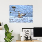 Landung Mallard Duck 3 Wildlife Foto Print Poster (Heimbüro)