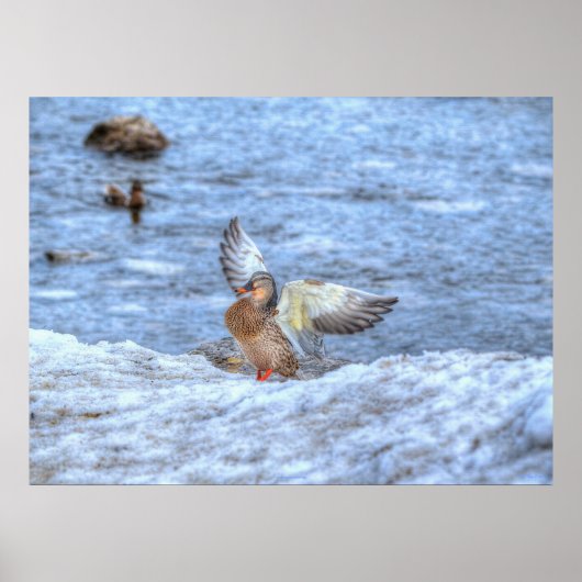 Landung Mallard Duck 3 Wildlife Foto Print Poster (Vorne)