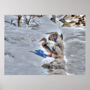 Landung Mallard Duck 4 Wildlife Foto Print Poster