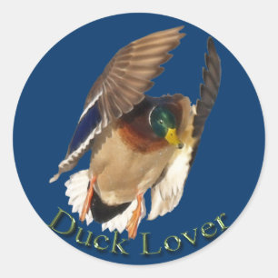 Landung Mallard Duck Drake Bird Wildlife Sticker