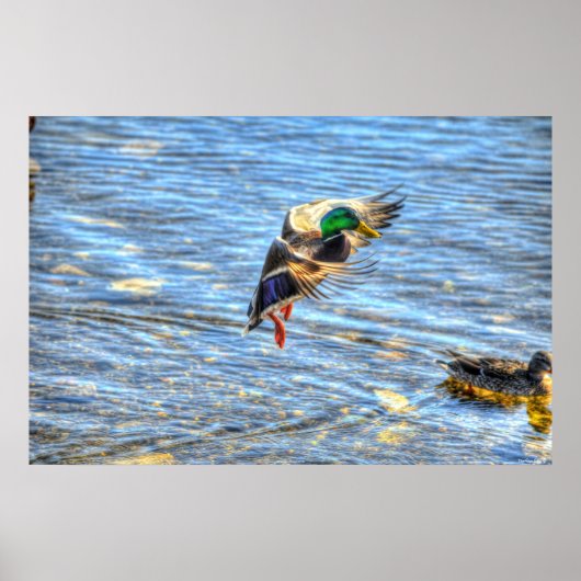 Landung Mallard Duck Drake II Wildlife Foto Print Poster (Vorne)