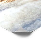 Landung Mallard Duck Drake Wildlife Foto Print Poster (Ecke)