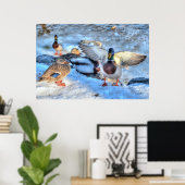Landung Mallard Duck Drake Wildlife Foto Print Poster (Heimbüro)