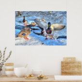 Landung Mallard Duck Drake Wildlife Foto Print Poster (Küche)