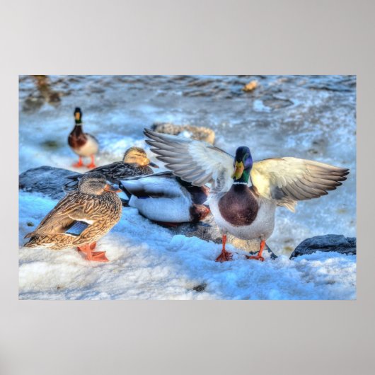 Landung Mallard Duck Drake Wildlife Foto Print Poster (Vorne)