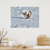 Landung Mallard Duck Wildlife Foto Print Poster (Küche)