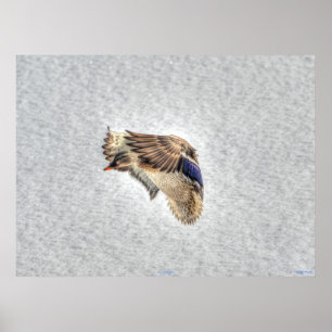 Landung Mallard Duck Wildlife Foto Print Poster