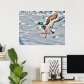 Landung Mallard Duck Wildlife Foto Print Poster (Heimbüro)