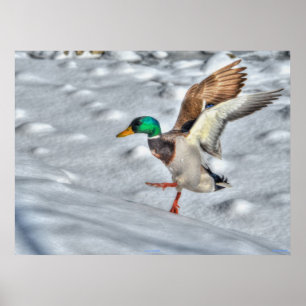 Landung Mallard Duck Wildlife Foto Print Poster