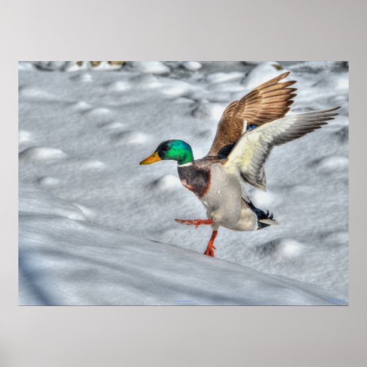 Landung Mallard Duck Wildlife Foto Print Poster (Vorne)