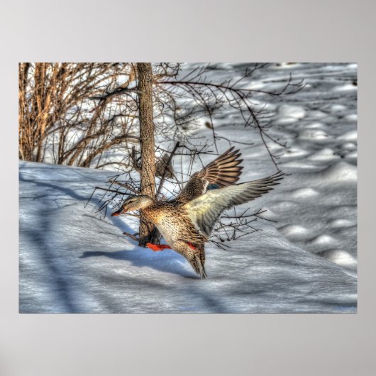 Landung Mallard Duck Wildlife Foto Print Poster (Vorne)