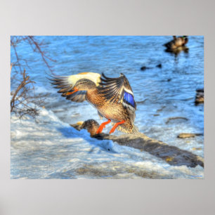 Landung Mallard Duck Wildlife Foto Print Poster