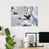 Landung Mallard Duck Wildlife Foto Print Poster (Heimbüro)