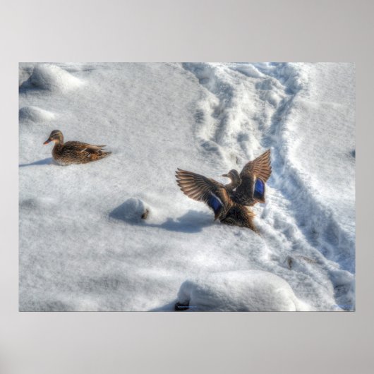Landung Mallard Duck Wildlife Foto Print Poster (Vorne)