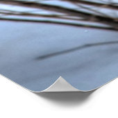 Landung Mallard Duck Wildlife Foto Print Poster (Ecke)