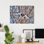 Landung Mallard Duck Wildlife Foto Print Poster (Heimbüro)